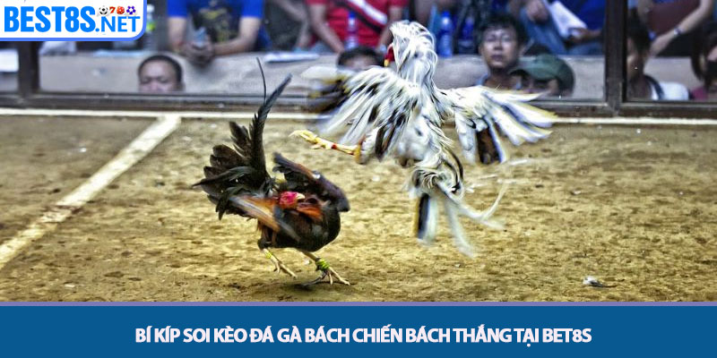 Đá Gà Bet8s - Đấu Trường Kịch Tính, Tỷ Lệ Trả Thưởng Cao 4 Bí kíp soi kèo đá gà bách chiến bách thắng tại Bet8s