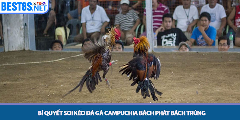 Đá Gà Campuchia - Sân Chơi Chiến Kê Hàng Đầu Tại Bet8s 3 Bí quyết soi kèo đá gà Campuchia bách phát bách trúng