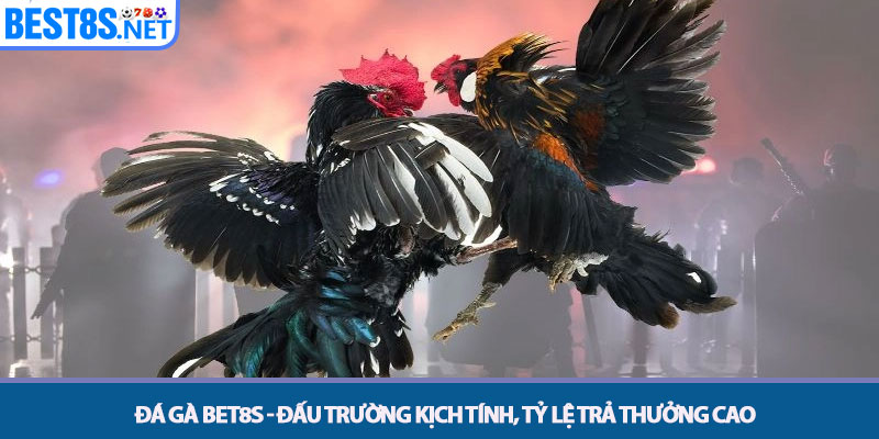 Đá Gà Bet8s - Đấu Trường Kịch Tính, Tỷ Lệ Trả Thưởng Cao 1 Đá Gà Bet8s - Đấu Trường Kịch Tính, Tỷ Lệ Trả Thưởng Cao