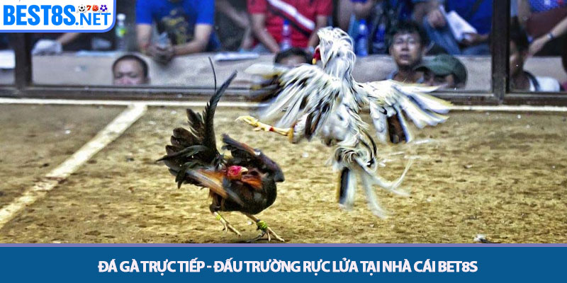 Đá Gà Trực Tiếp - Đấu Trường Rực Lửa Tại Nhà Cái Bet8s 1 Đá Gà Trực Tiếp - Đấu Trường Rực Lửa Tại Nhà Cái Bet8s