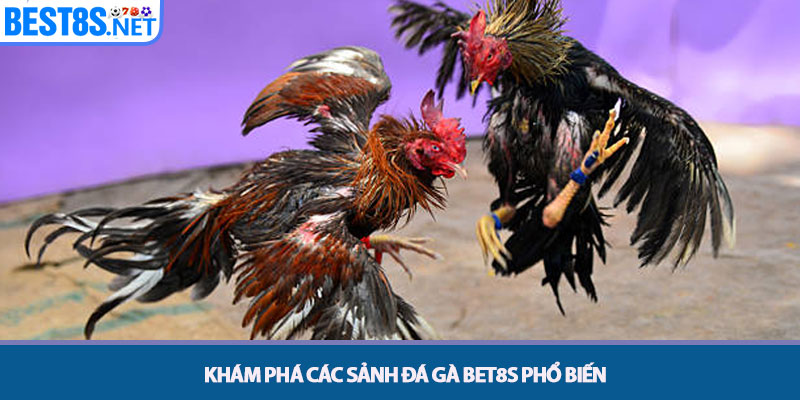 Đá Gà Bet8s - Đấu Trường Kịch Tính, Tỷ Lệ Trả Thưởng Cao 3 Khám phá các sảnh Đá gà Bet8s phổ biến
