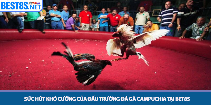 Đá Gà Campuchia - Sân Chơi Chiến Kê Hàng Đầu Tại Bet8s 2 Sức hút khó cưỡng của đấu trường đá gà Campuchia tại Bet8s