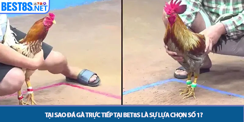 Đá Gà Trực Tiếp - Đấu Trường Rực Lửa Tại Nhà Cái Bet8s 4 Tại sao đá gà trực tiếp tại Bet8s là sự lựa chọn số 1?