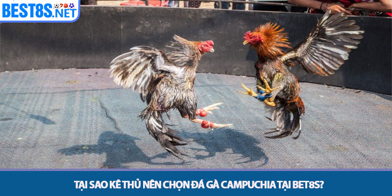 Đá Gà Campuchia - Sân Chơi Chiến Kê Hàng Đầu Tại Bet8s 4 Tại sao kê thủ nên chọn đá gà Campuchia tại Bet8s?